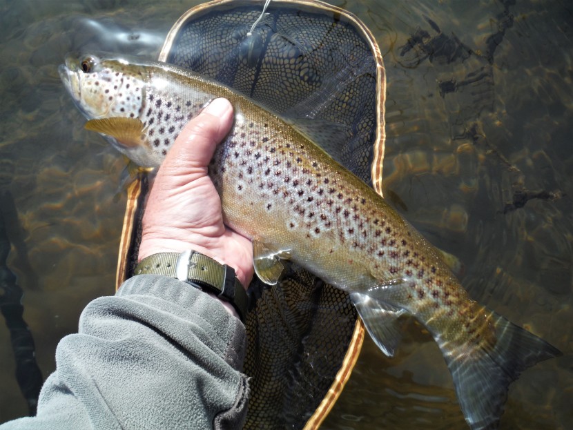 March brown feeder - lower Usk